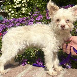 Image of Unknown, Found Dog