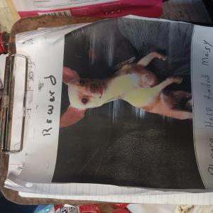 Lost Dog Masiy