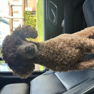 Lost Dog Harlow
