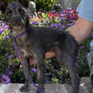 Image of Unknown, Found Dog