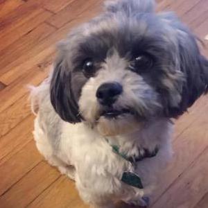 Image of Jackson, Lost Dog