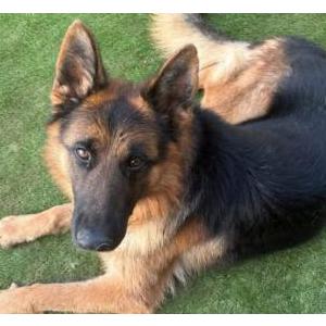 Image of Ted, Lost Dog