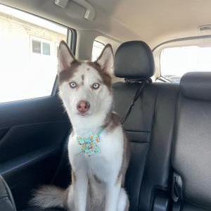 Lost Dog Alaska