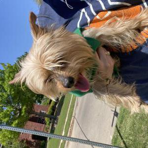 Image of Max, Found Dog