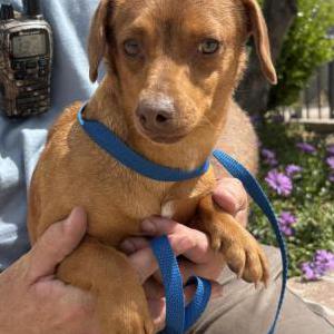 Image of Unknown, Found Dog