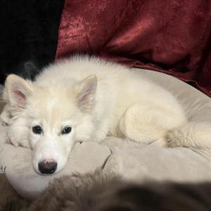 Lost Dog Yukki