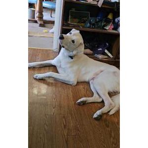Image of Rove, Lost Dog