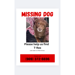 Lost Dog T. rex