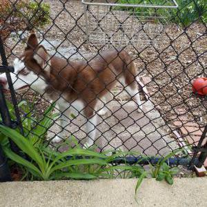 Found Dog Unknown