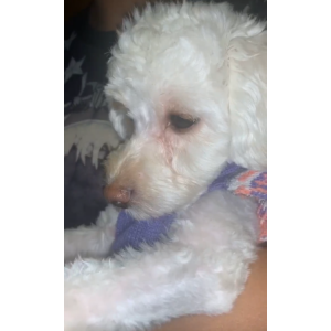 Image of Tulip, Lost Dog