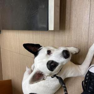 Image of Max, Lost Dog