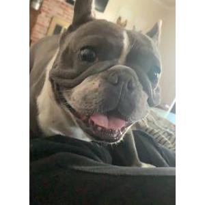 Image of Keke, Lost Dog