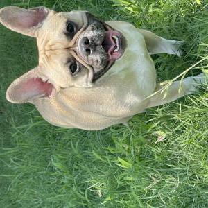 Image of Bonnie, Lost Dog