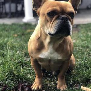 Image of Zeke, Lost Dog