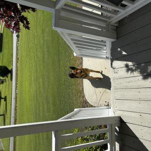 Found Dog Unknown