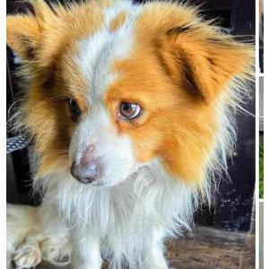 Image of Chico, Found Dog