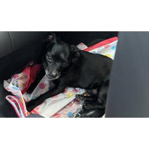 Image of Hercules, Lost Dog