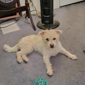 Image of Sauve', Lost Dog