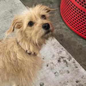 Image of Canela, Lost Dog