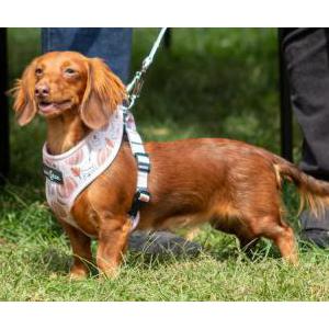 Image of Sylvie Vallejos, Lost Dog