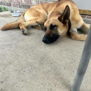 Image of Rylee, Lost Dog