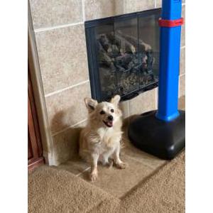 Lost Dog Snowflake