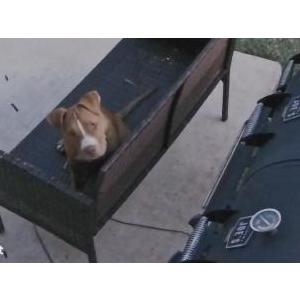 Image of Junebug, Lost Dog