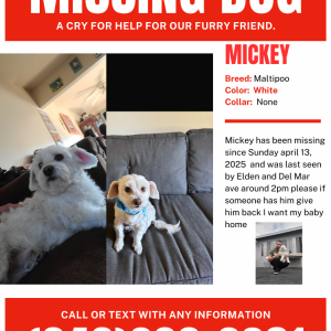 Image of Mickey, Lost Dog