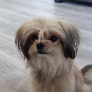 Image of Chewie, Lost Dog