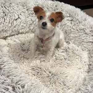Image of Bella, Lost Dog