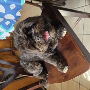 Image of UNKNOWN, Found Dog