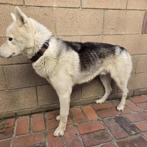 Found Dog Unkown