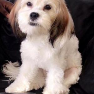 Lost Dog Bella