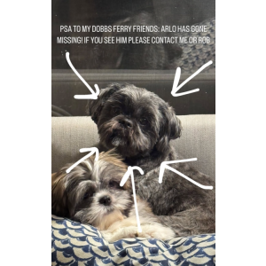 Image of Arlo, Lost Dog