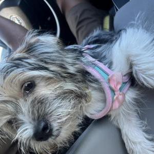 Lost Dog Delilah