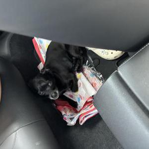 Image of Diana Pena, Lost Dog