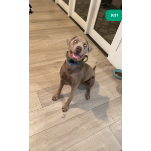 Lost Dog Buck