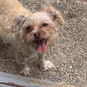 Image of Teddi, Lost Dog