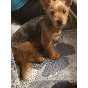 Image of Kobe, Lost Dog