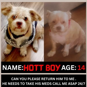 Image of Hott Boy, Lost Dog