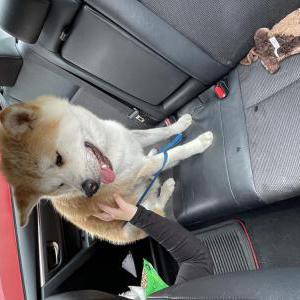 Image of Unknown, Found Dog