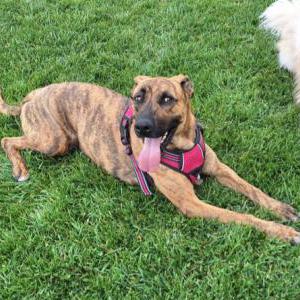Image of CoCo, Lost Dog