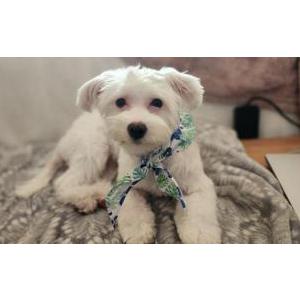 Lost Dog Luna