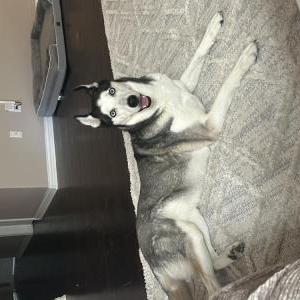 Lost Dog Stormy