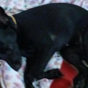 Lost Dog Chanel