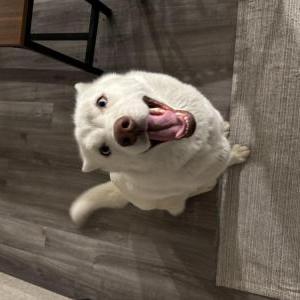 Found Dog Unknown