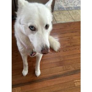 Image of Valentina, Lost Dog