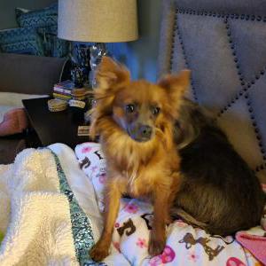 Lost Dog Gracie