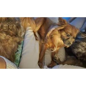 Lost Dog Gracie