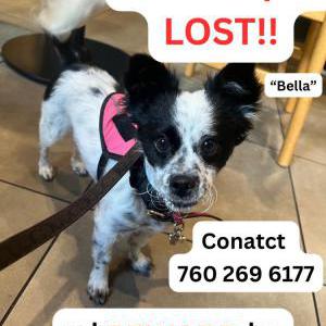 Image of Bella, Lost Dog